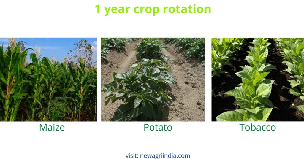 1 year crop rotation