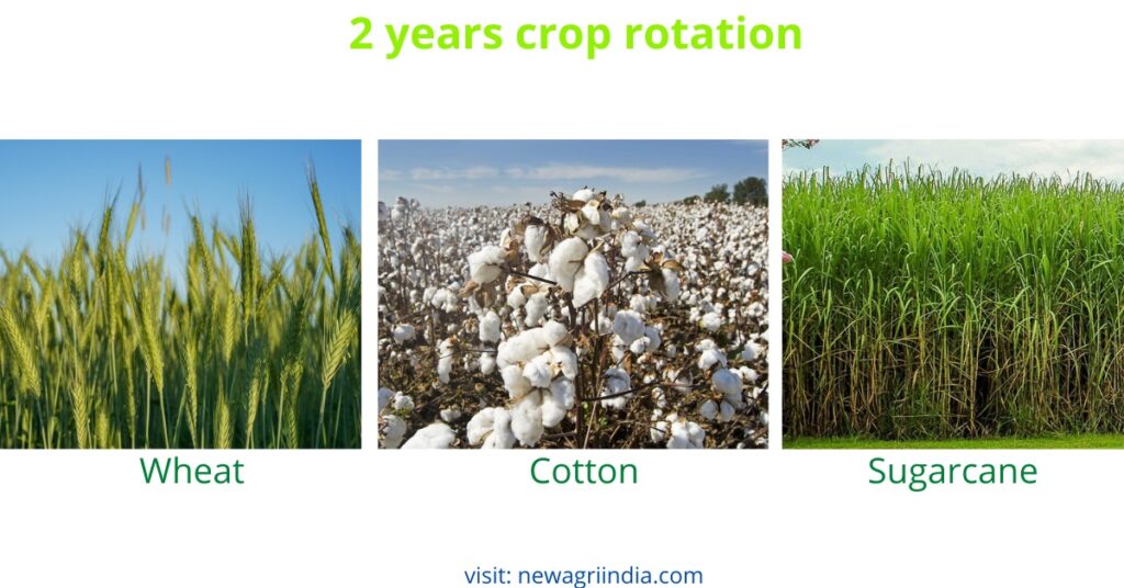 2 years crop rotation