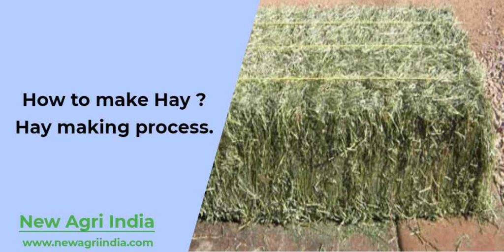 Hay making process