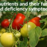 Essential plant nutrients and their functions and deficiency symptoms