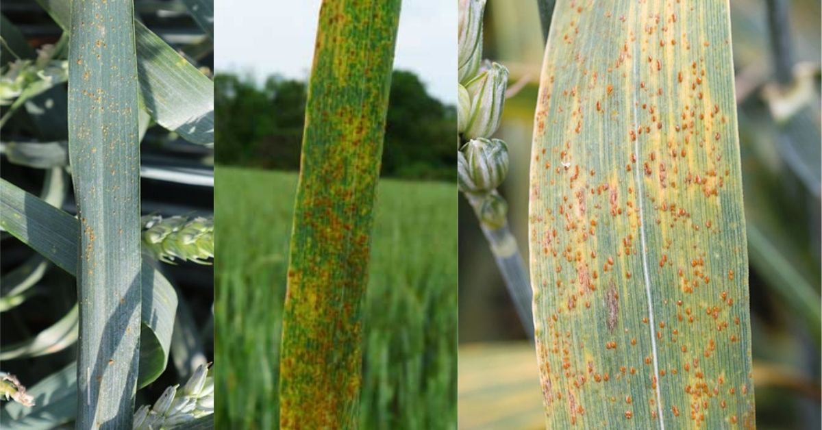 Wheat diseases and their management and control