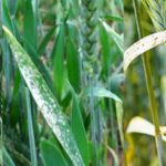Wheat diseases and their managements and control