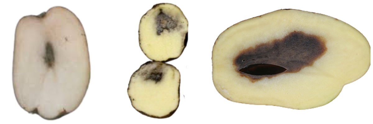 Potato diseases their symptoms and management & control