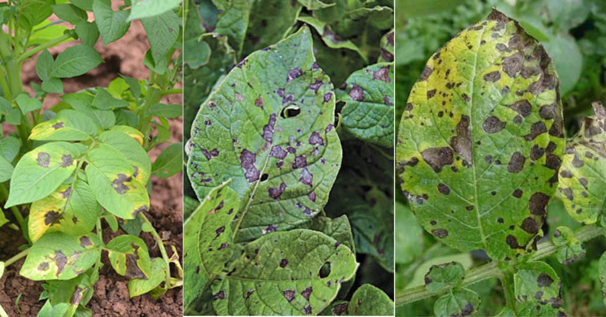 Potato diseases their symptoms and management & control