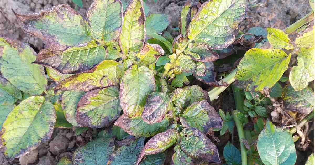 Potato diseases their symptoms and management & control