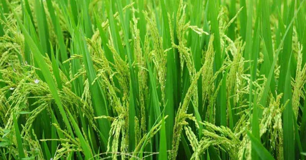 Rice diseases and their control