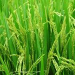 Rice diseases and their control