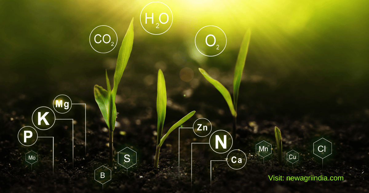 Essential plant nutrients and their functions and deficiency symptoms