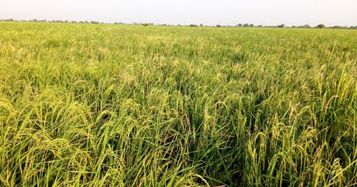 Paddy field infested by Rice Stem Borer