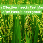 Effective Rice Insect Pests Control After Panicle Emergence