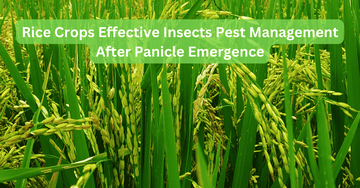 Effective Rice Insect Pests Control After Panicle Emergence