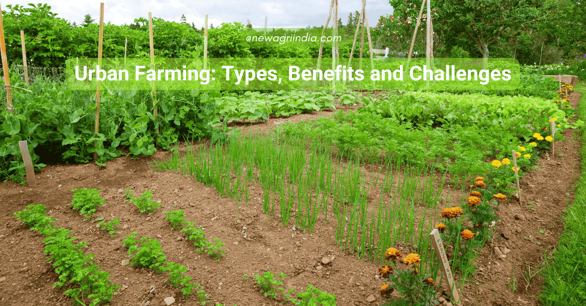 Urban Farming: Types, Benefits and Challenges