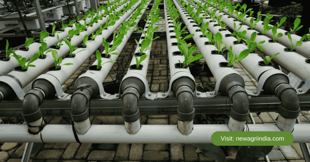 Hydroponic Farming: The Complete Basics of Soilless Agriculture