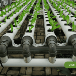 Hydroponic Farming: The Complete Basics of Soilless Agriculture