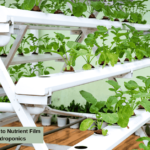 The Ultimate Guide to Nutrient Film Technique Hydroponics