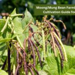 Moong/Mung Bean Farming: Complete Cultivation Guide for Farmers